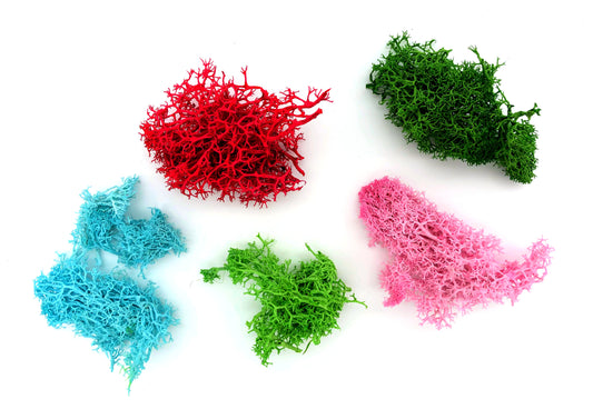 Getrocknetes Moos in vielen Farben