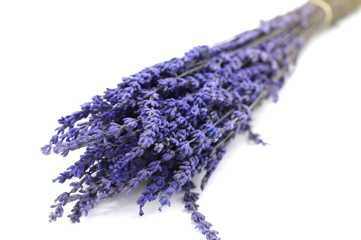 Getrockneter Lavendel in zwei Farben (Bund)
