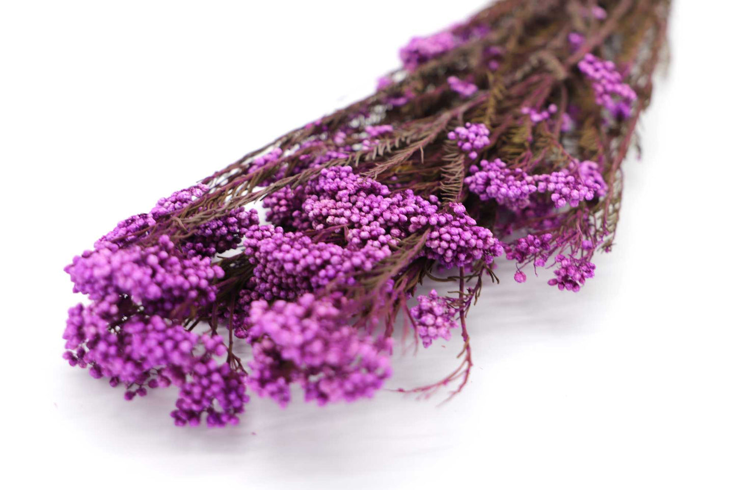 Getrocknete Reisblumen in sieben Farben (Bund)