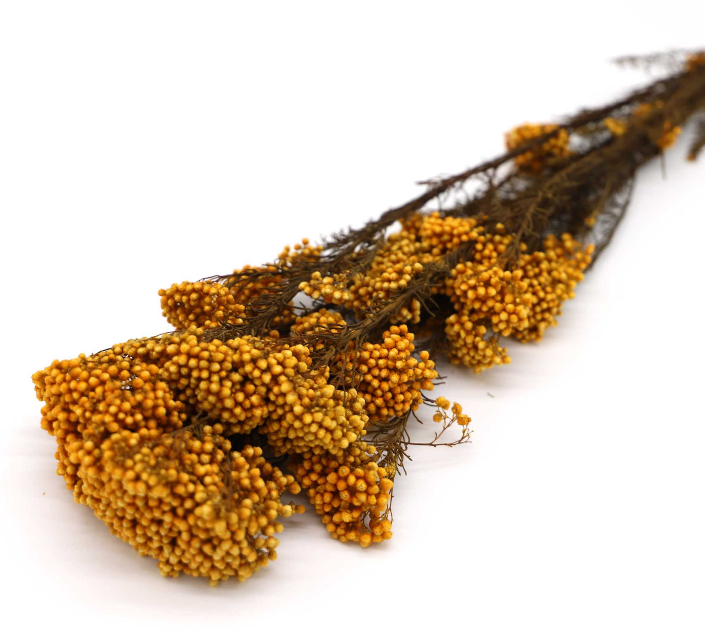 Getrocknete Reisblumen in sieben Farben (Bund)