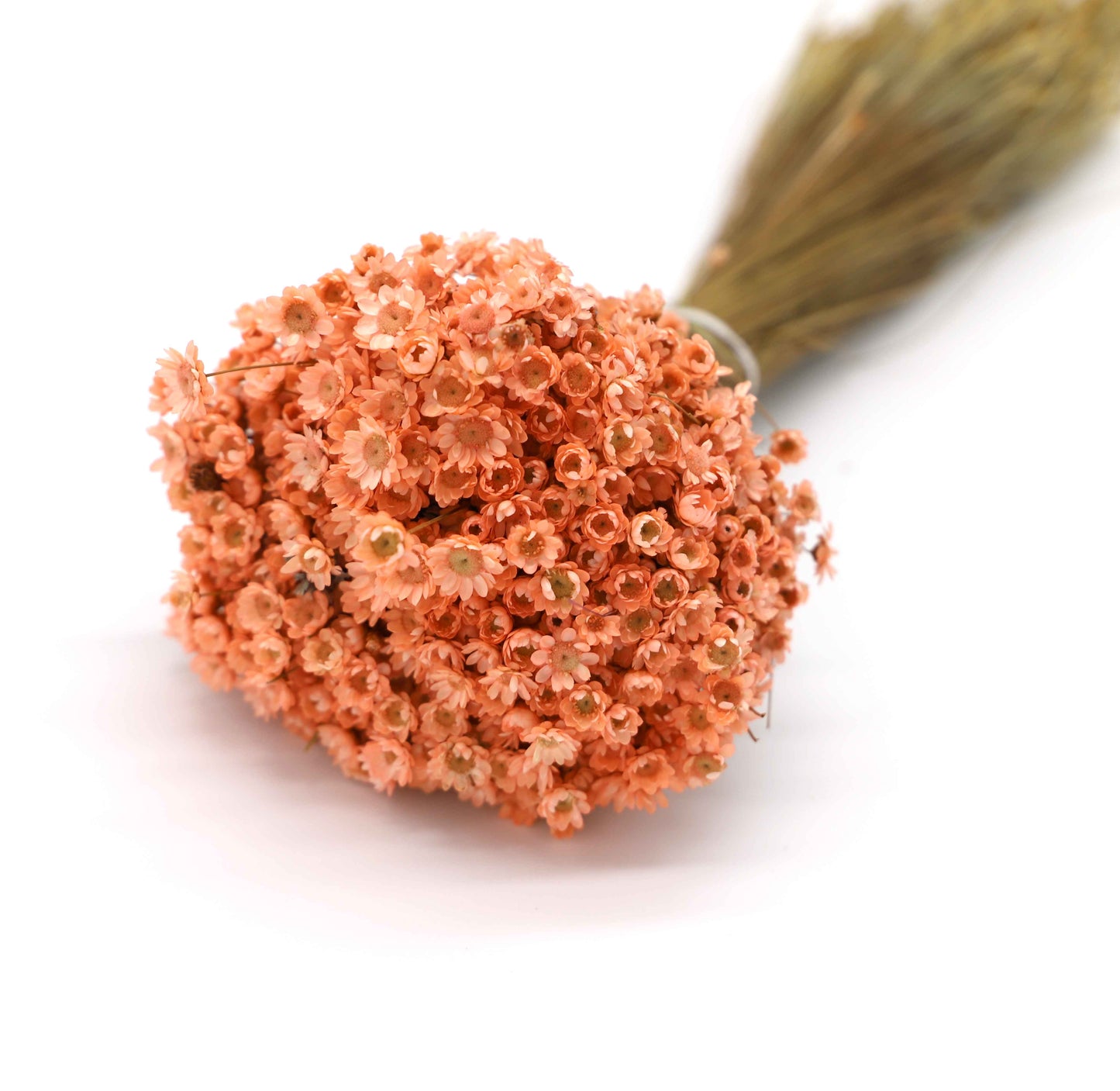 Getrocknete Glixia in wunderschönem Rosa (Bund)