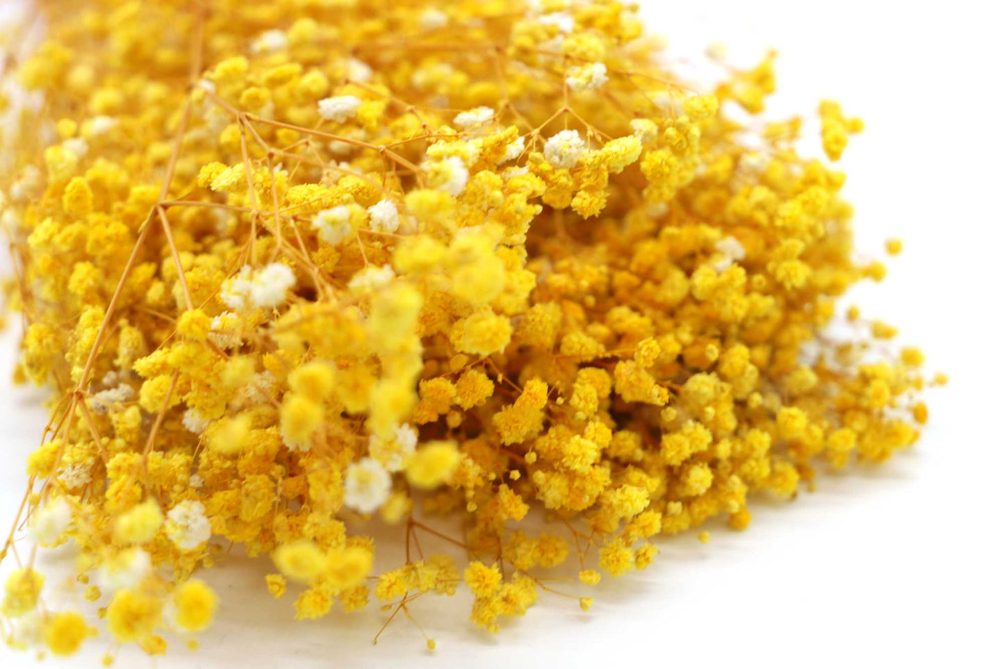 Getrocknetes filigranes Schleierkraut in zarten Farben (Bund)