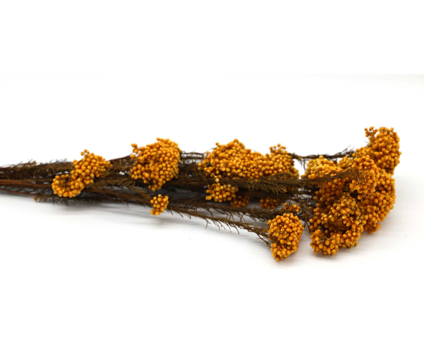 Getrocknete Reisblumen in sieben Farben (Bund)