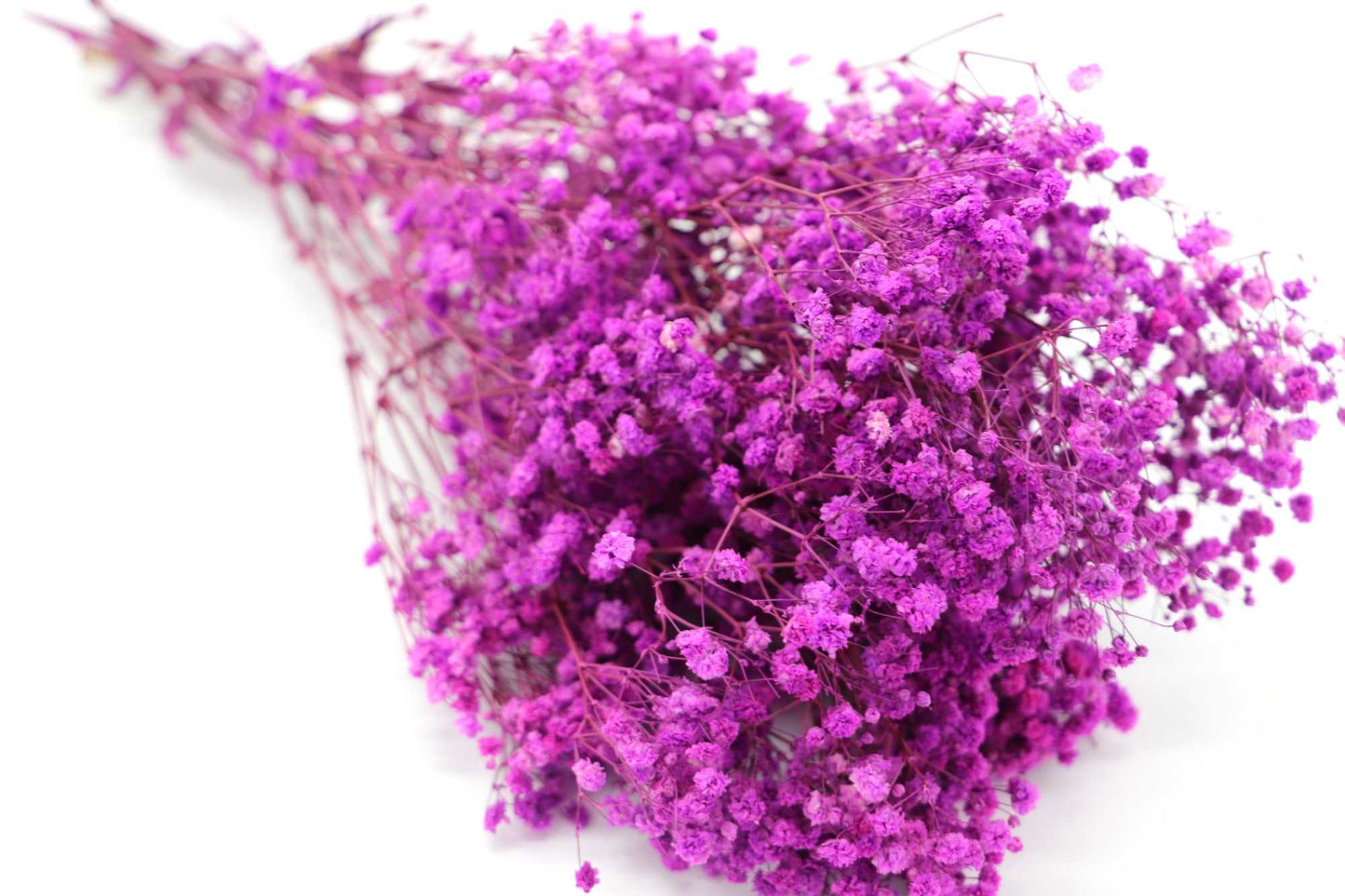 Getrocknetes filigranes Schleierkraut in zarten Farben (Bund)