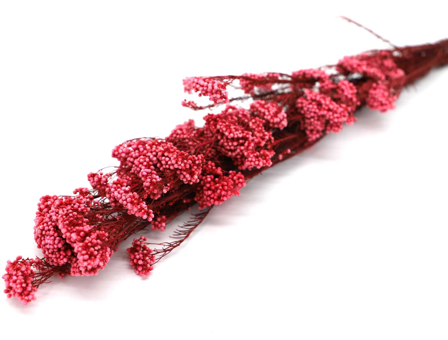 Getrocknete Reisblumen in sieben Farben (Bund)