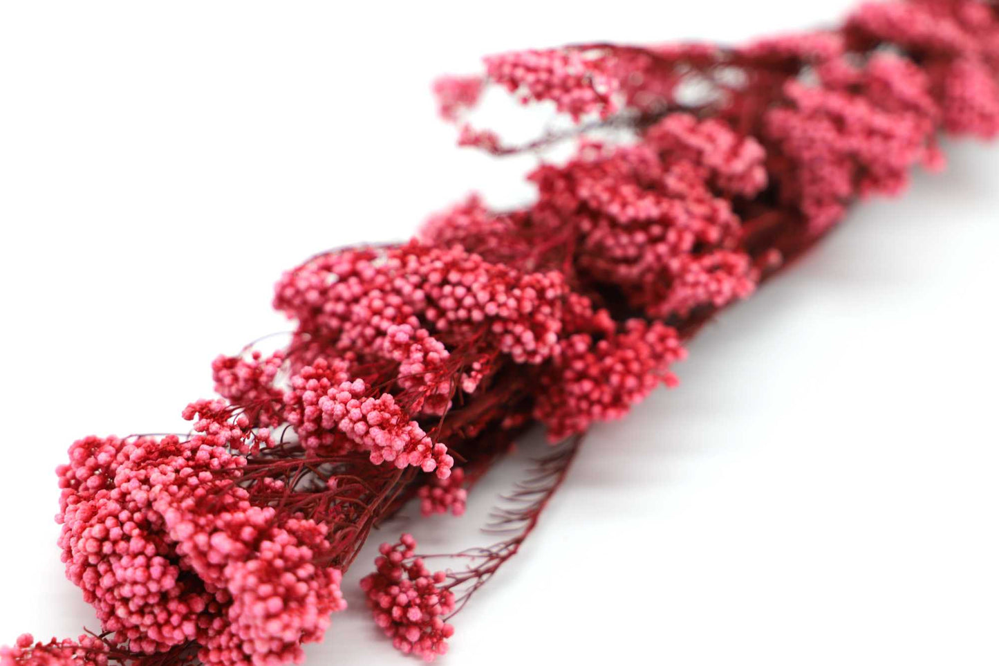 Getrocknete Reisblumen in sieben Farben (Bund)