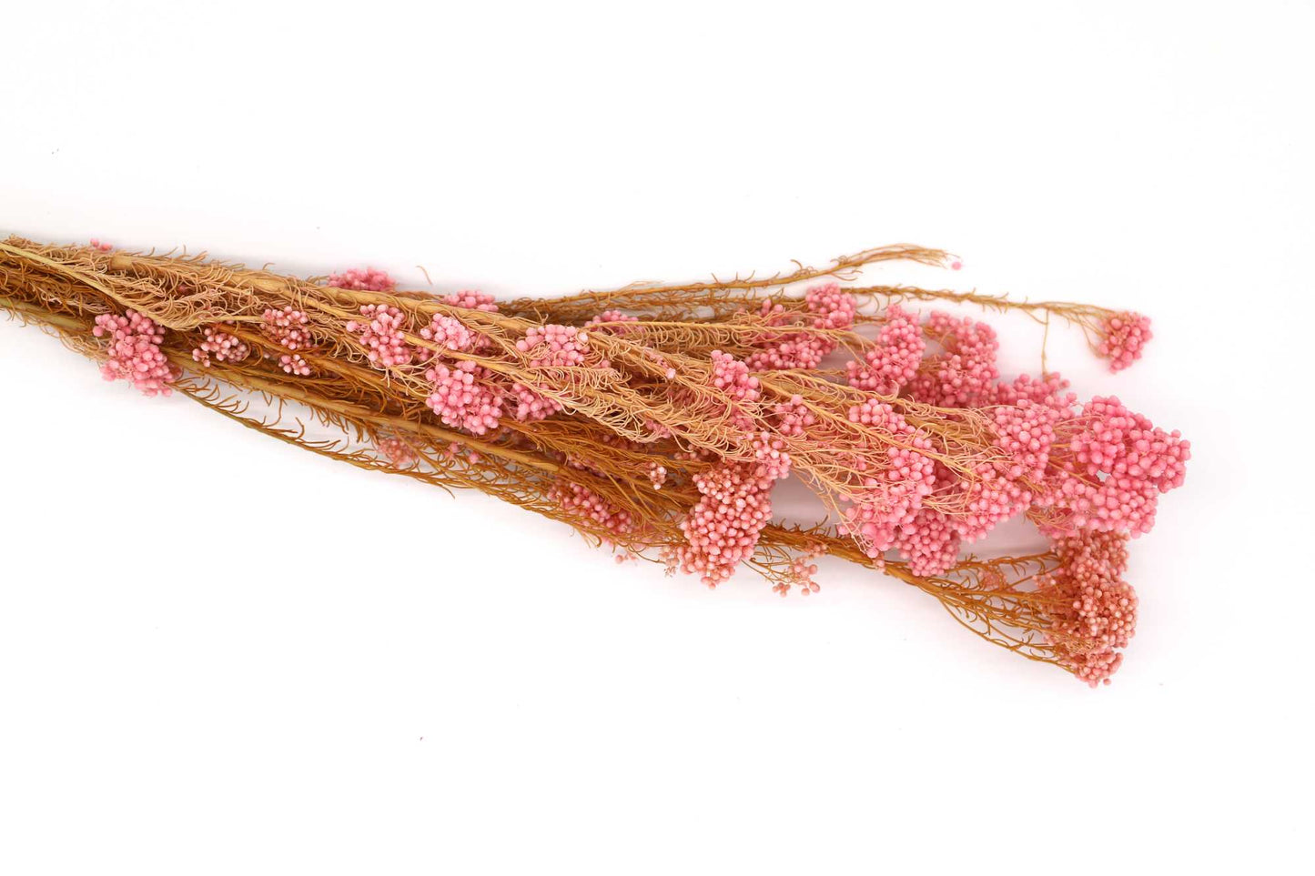 Getrocknete Reisblumen in sieben Farben (Bund)