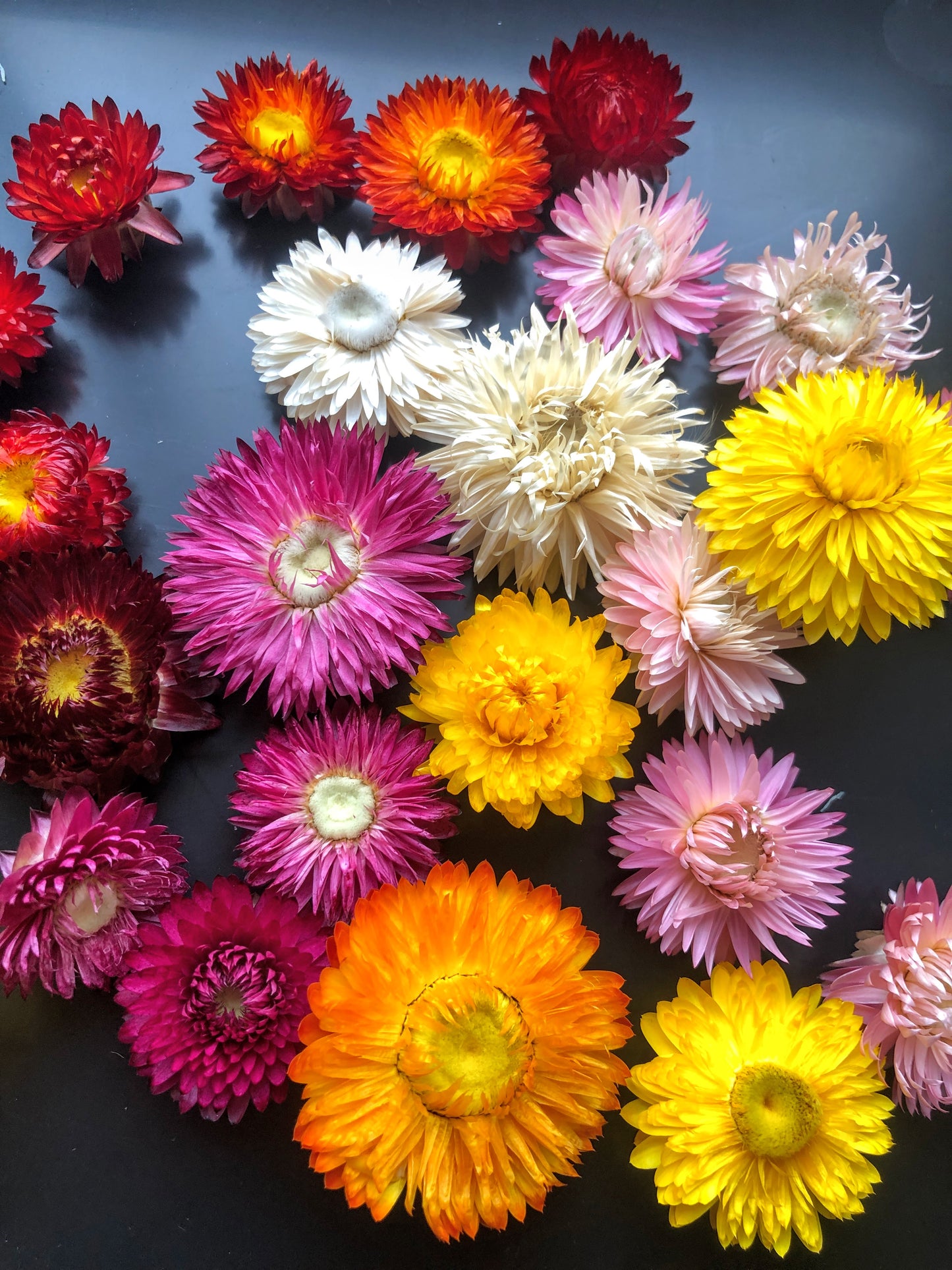 60 getrocknete Strohblumenköpfe – farblich sortiert