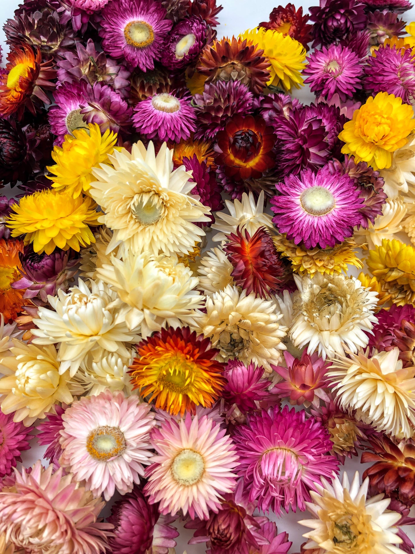 60 getrocknete Strohblumenköpfe – farblich sortiert
