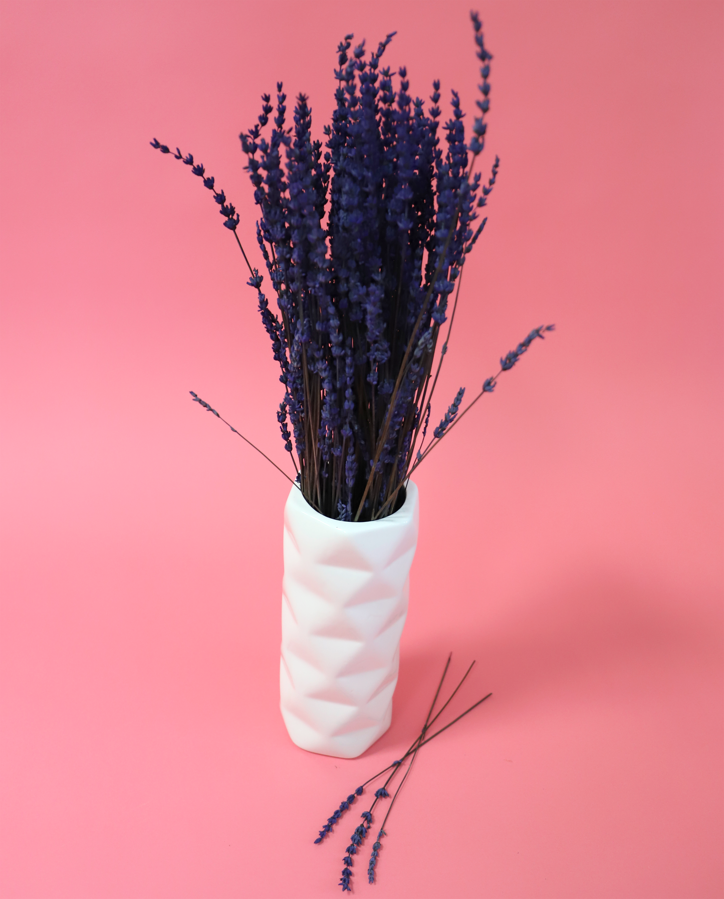 Getrockneter Lavendel in zwei Farben (Bund)