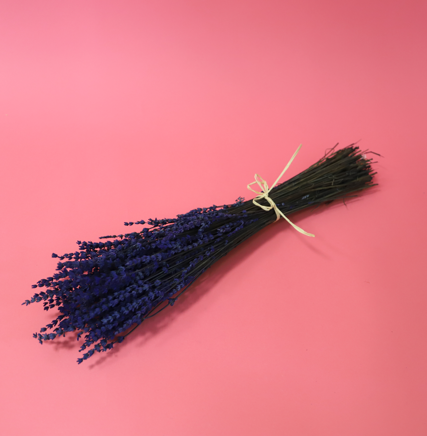 Getrockneter Lavendel in zwei Farben (Bund)
