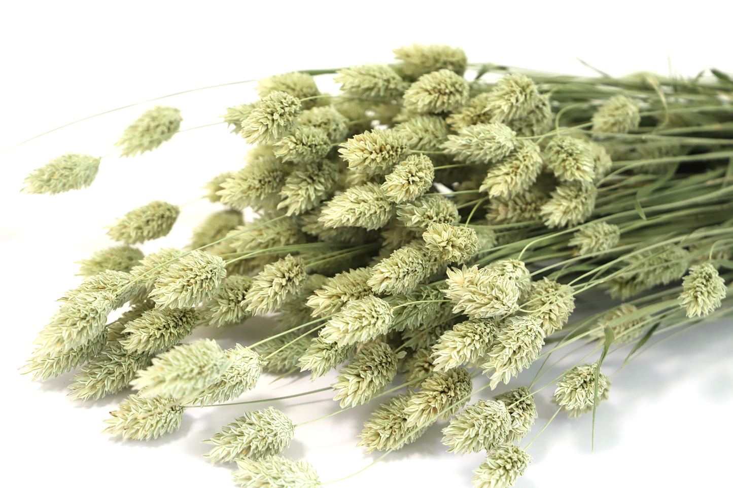 Getrockneter Phalaris in vielen Farben (Bund)