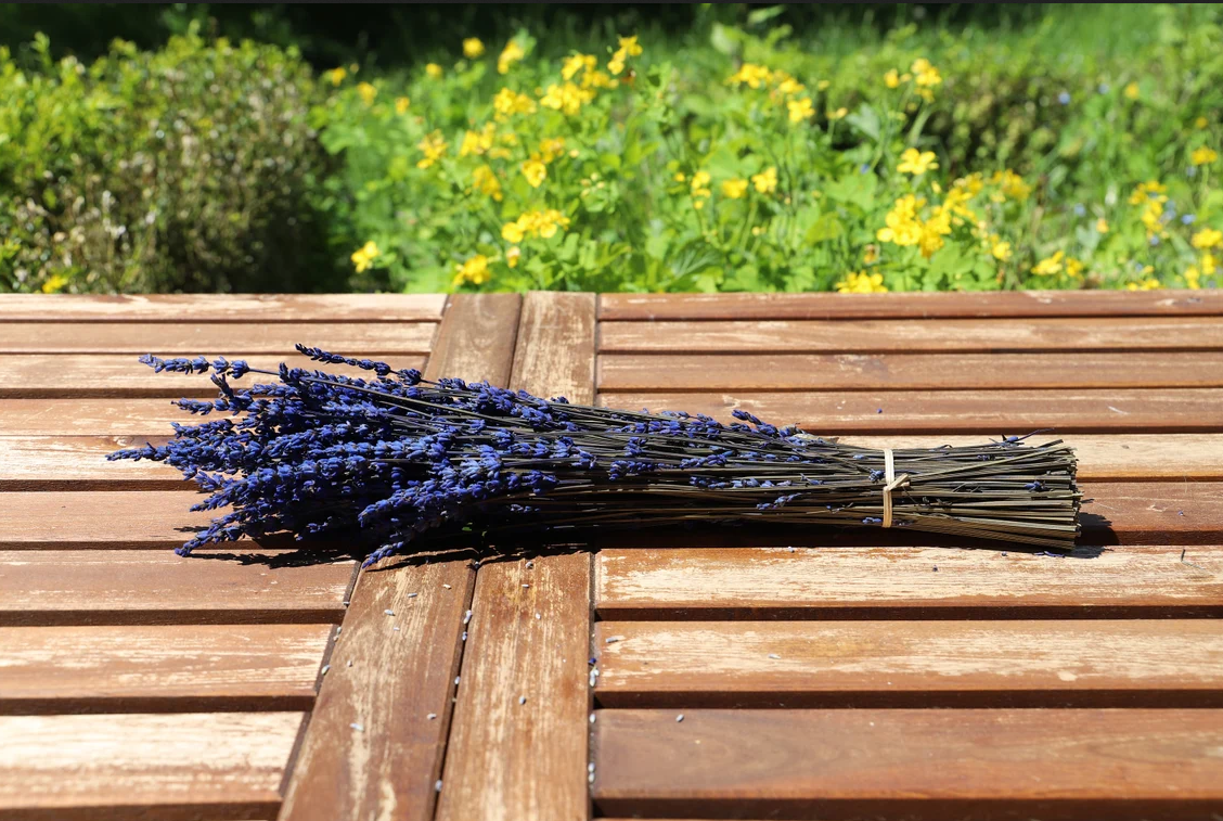 Getrockneter Lavendel in zwei Farben (Bund)
