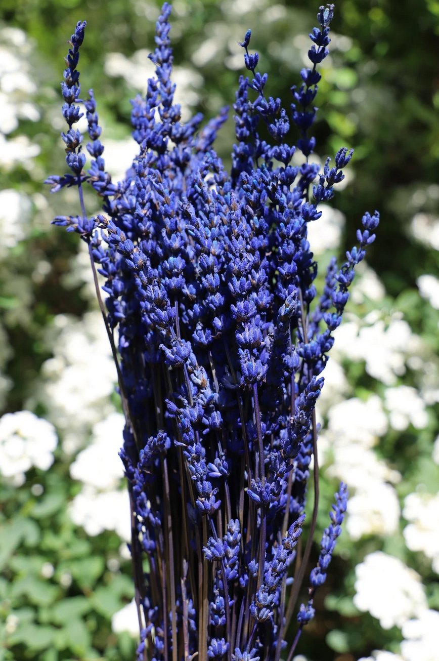Getrockneter Lavendel in zwei Farben (Bund)