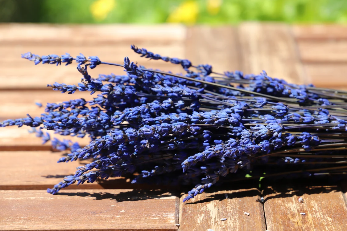 Getrockneter Lavendel in zwei Farben (Bund)