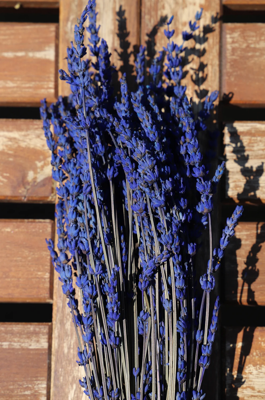 Getrockneter Lavendel in zwei Farben (Bund)