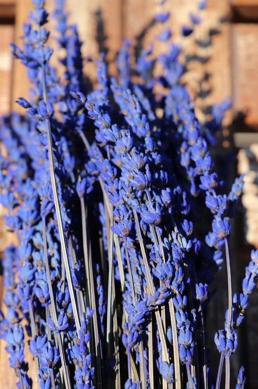 Getrockneter Lavendel in zwei Farben (Bund)