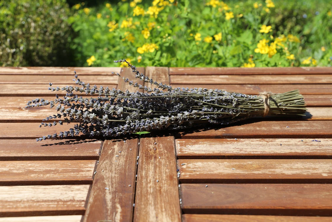 Getrockneter Lavendel in zwei Farben (Bund)