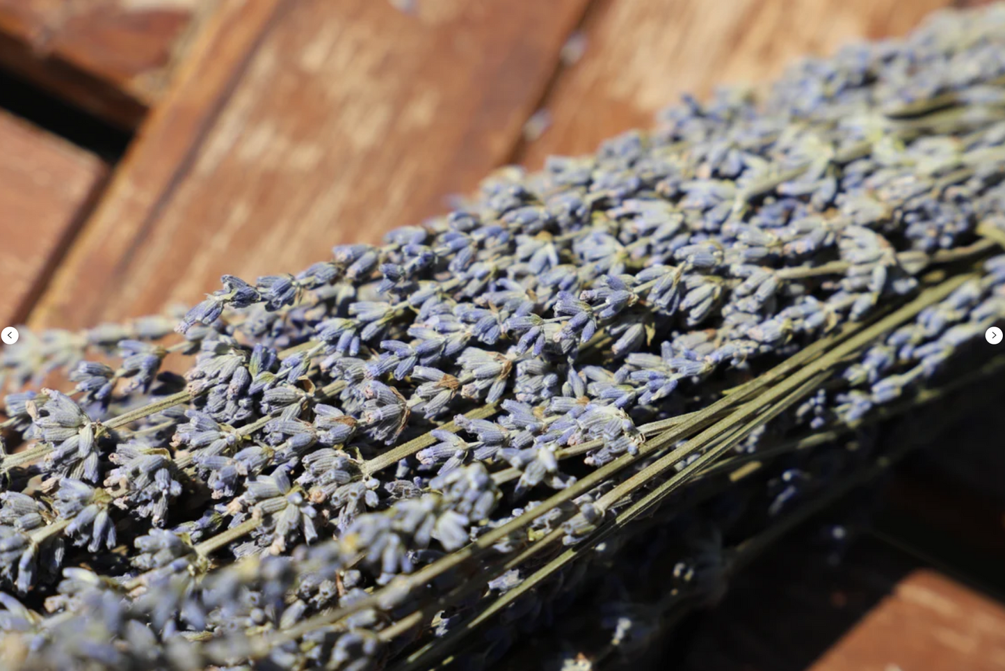 Getrockneter Lavendel in zwei Farben (Bund)