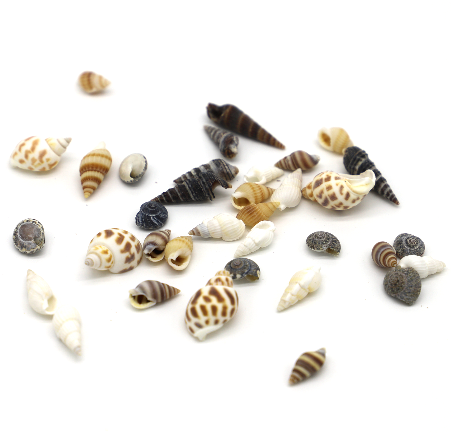 Kleine Mini Muscheln zum Verzieren (100 Stück)