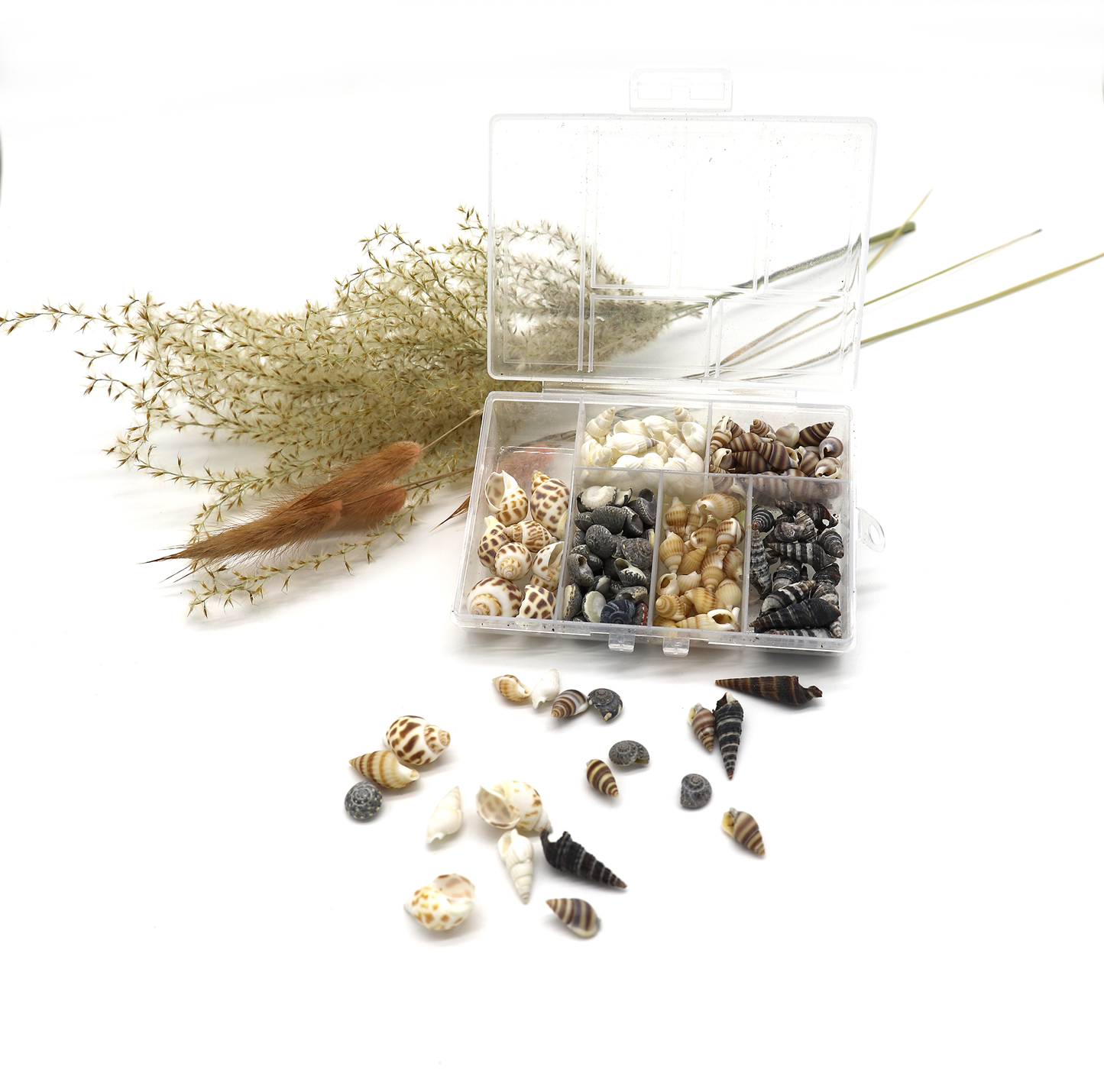 Kleine Mini Muscheln zum Verzieren (100 Stück)